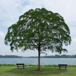 lone tree by water with benches on either side